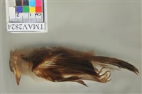 藏品(白頭翁)的圖片